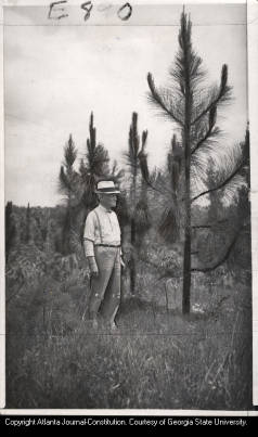 Newnan, Georgia's Water and Light Commission chairman H.H. North inspecting pine trees planted on city-owned land as part of a reforestation project to protect water sheds, 1939. 