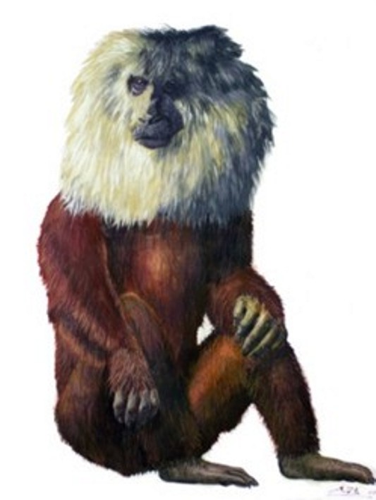 Reconstruction of Paradolichopithecus. Drawing by A. Vlachos