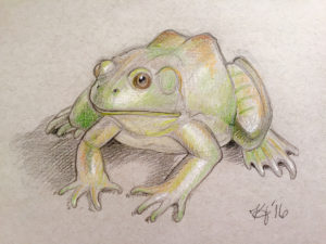 Illustration of Frog by Kelsey Jordan